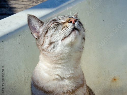 Photography close up on grey tabby cat face smelling up at the sun