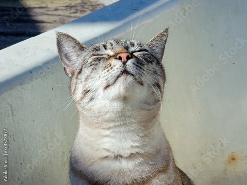 Sticker close up on grey tabby cat face smelling up at the sun