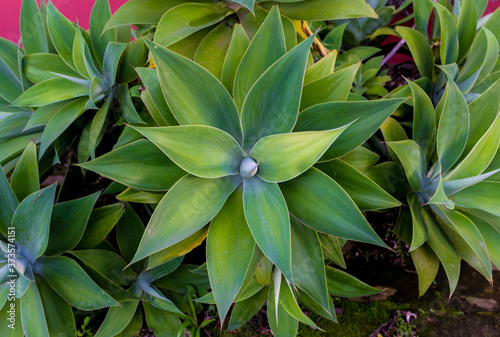 beautiful plant called swan neck or dragon agave. Agave attenuata
