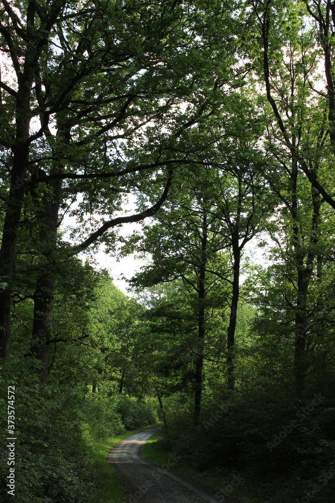 Im Wald Im Wald