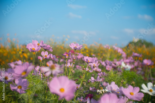 Beautiful pink wild flowers with blue sky in the back.
