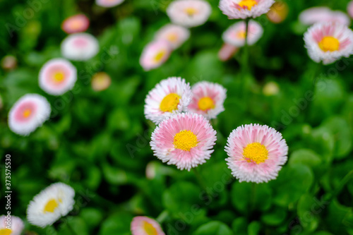Beautiful wild pink daisy flower in green garden background