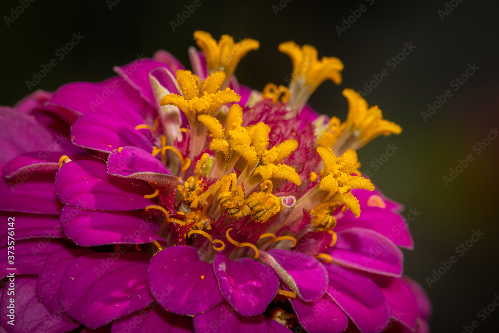plancher plat d’une zinnia avec des pétales roses et intérieur jaune plancher plat d’une zinnia avec des pétales roses et intérieur jaune