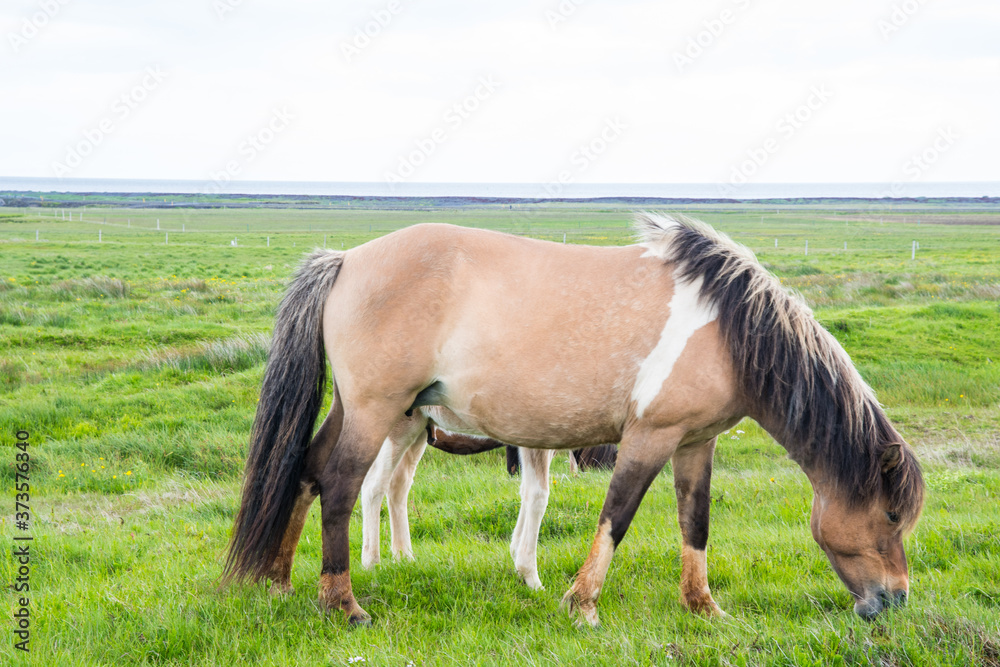 Horse eating grass on a field Horse eating grass on a field
