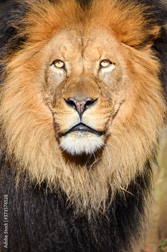 Lion portrait  in the zoo