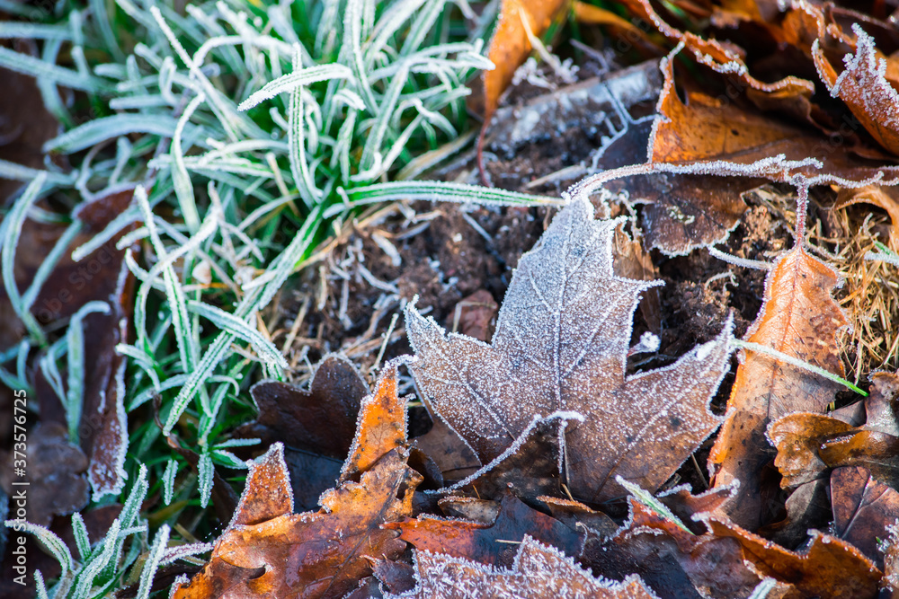 Frozen nature with leaves. Green background. High resolution photo. 