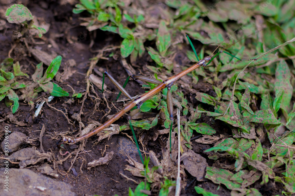 stick insect, camouflaged on the ground stick insect, camouflaged on the ground