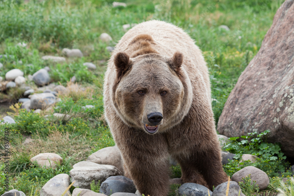 Fotografie Male Grizzly Bear Walking
