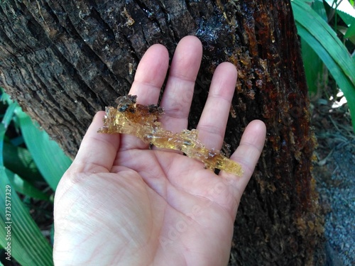 tree sap over hand photo