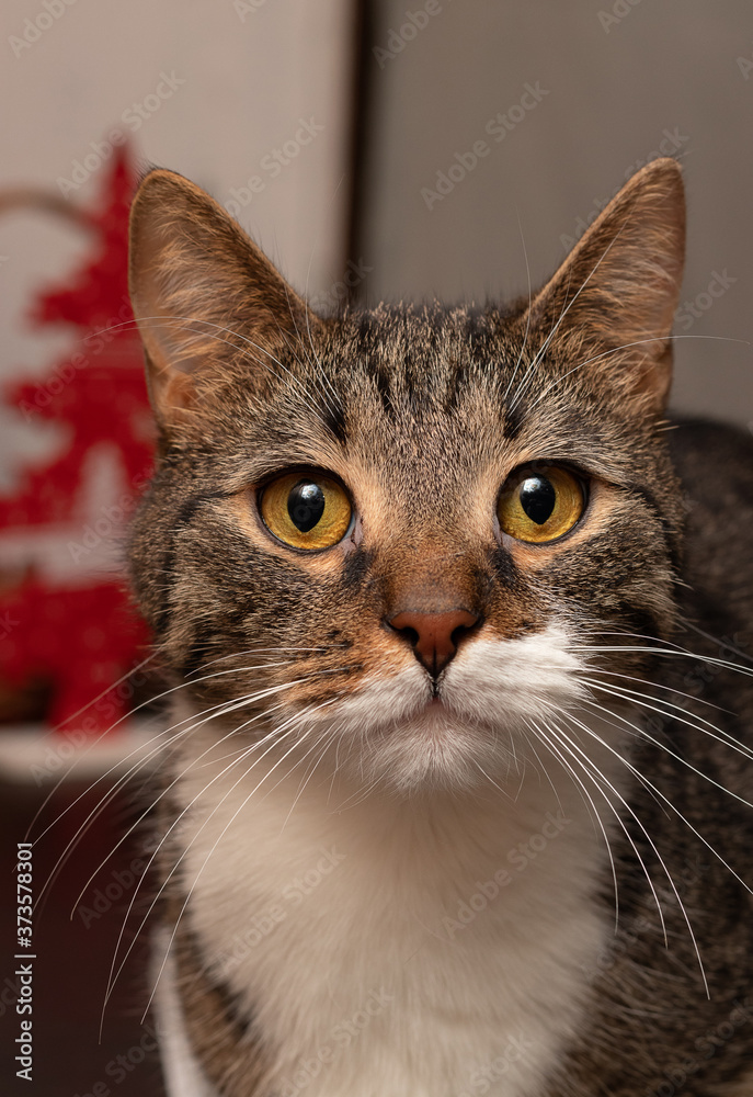 Brown cat with orange eyes