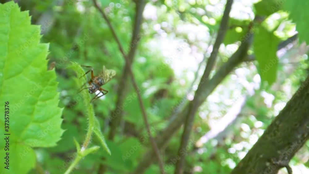 The bug moving from the stem to the leaves