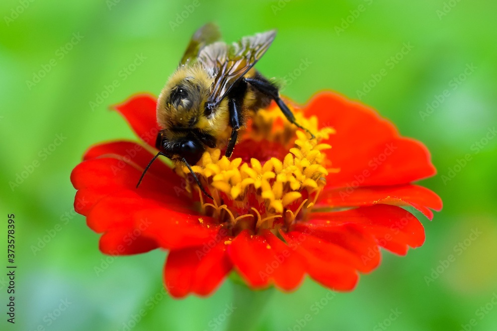 Bumblebee Pollinating A Zinnia Flower Closeup Bumblebee Pollinating A Zinnia Flower Closeup