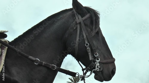 Caballo Negro photo