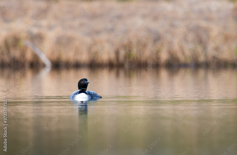 Canadian loon in the wild Canadian loon in the wild