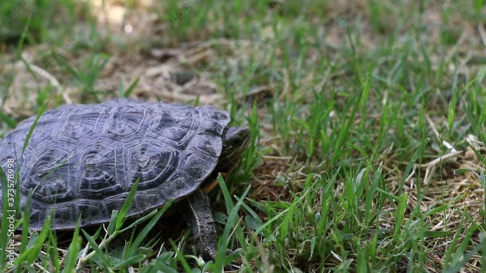 Small turtle walks through green grassy field on sunny day. Small turtle walks through green grassy field on sunny day.