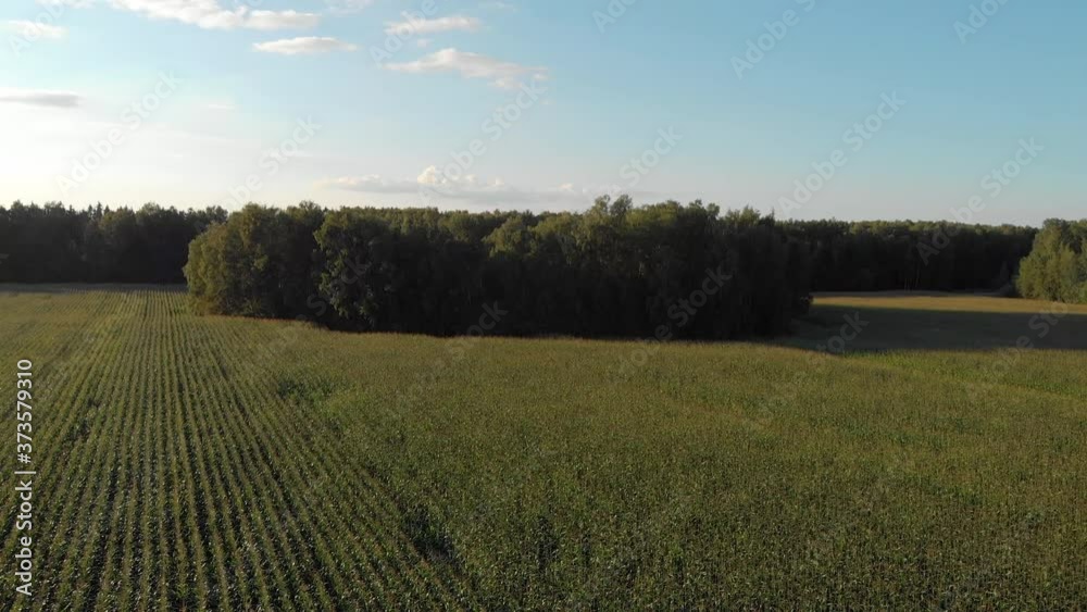 Aerial view of green grassy corn fields in the summer day with woods Aerial view of green grassy corn fields in the summer day with woods