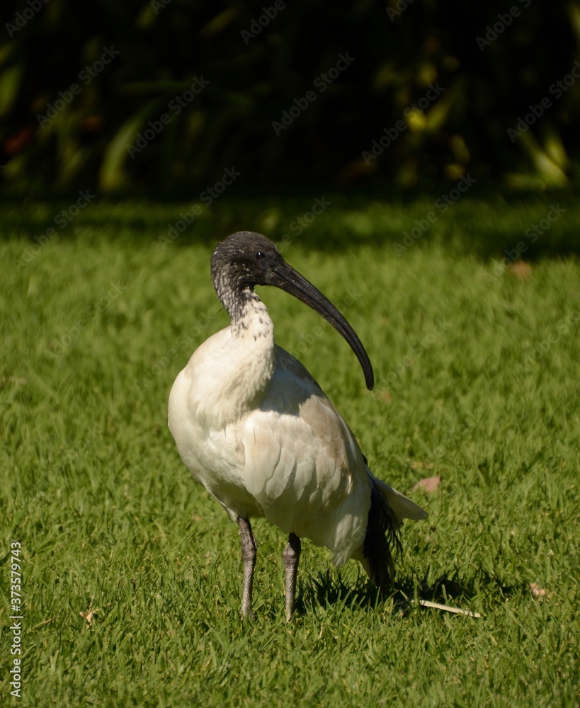 Ibis bird in Sydney, Australia. Known to locals as a 'bin chicken
