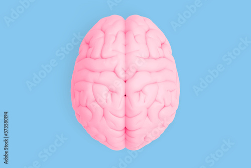 Human brain in top view isolated on blue pastel BG
