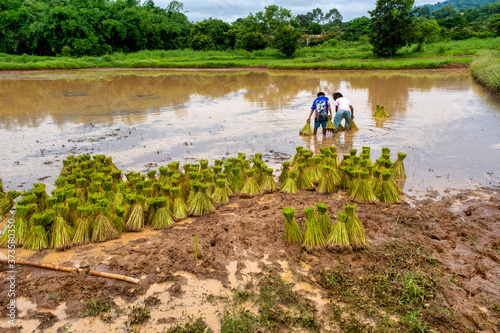 Children Helping to transplant rice in Rural Thailand