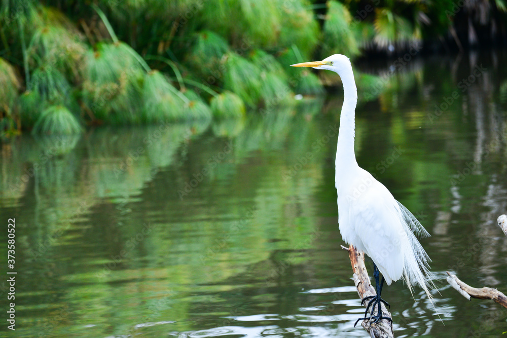 Naklejka premium Great white egret (heron) in a Florida lake