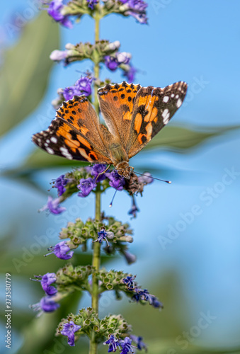 Painted Lady Butterfly Feeding on Vitex Flower Nectar in South Central Louisiana in August
