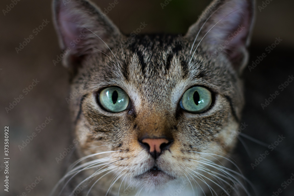 Obraz premium Eyes Cat