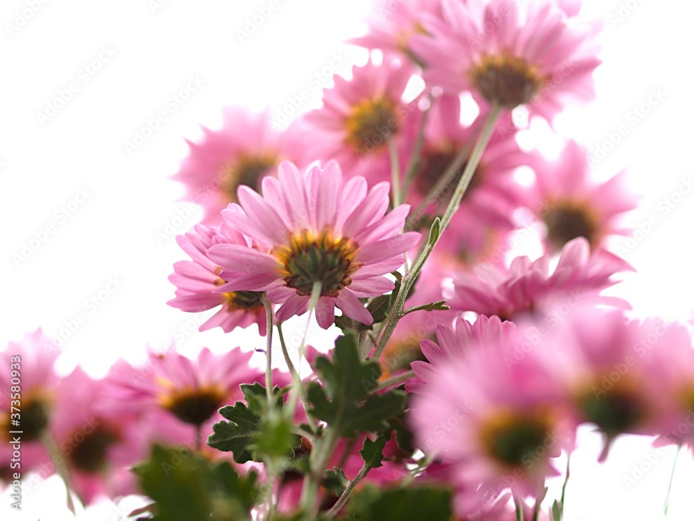 Obraz premium ピンクのスプレーギクの花