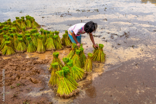 Children Helping to transplant rice in Rural Thailand