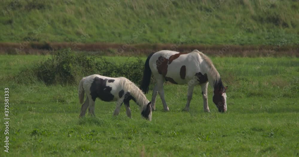 Piebald horse and pony grazing green grass slow motion Piebald horse and pony grazing green grass slow motion