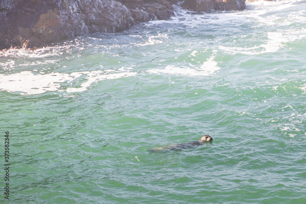 Harbor seal swimming in the bay