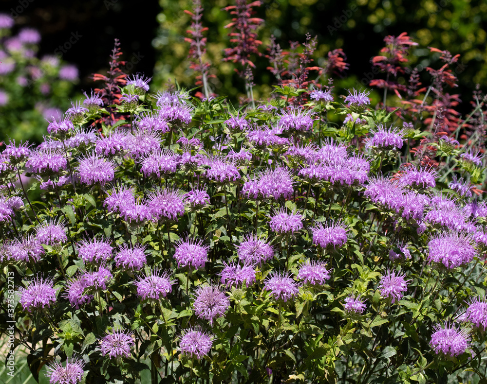 Obraz premium purple flowers in the garden