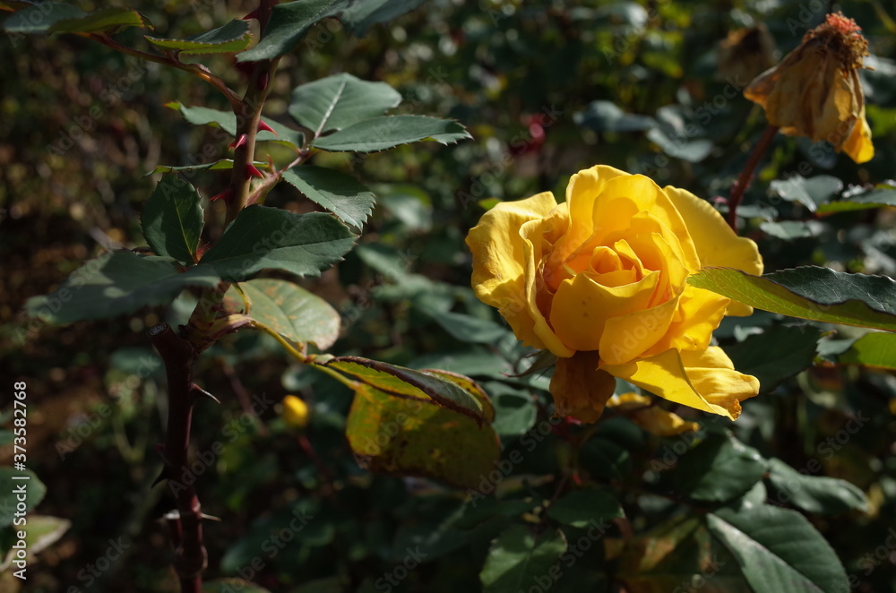 Yellow Flower of Rose 'Inka' in Full Bloom
Yellow Flower of Rose 'Inka' in Full Bloom