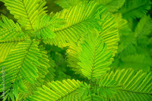 Green and yellow leaves background. Creative design of tropical green leaves. Natural spring concept. Flat lay