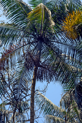 Palm tops seen from the bottom up  with the leaves intertwined