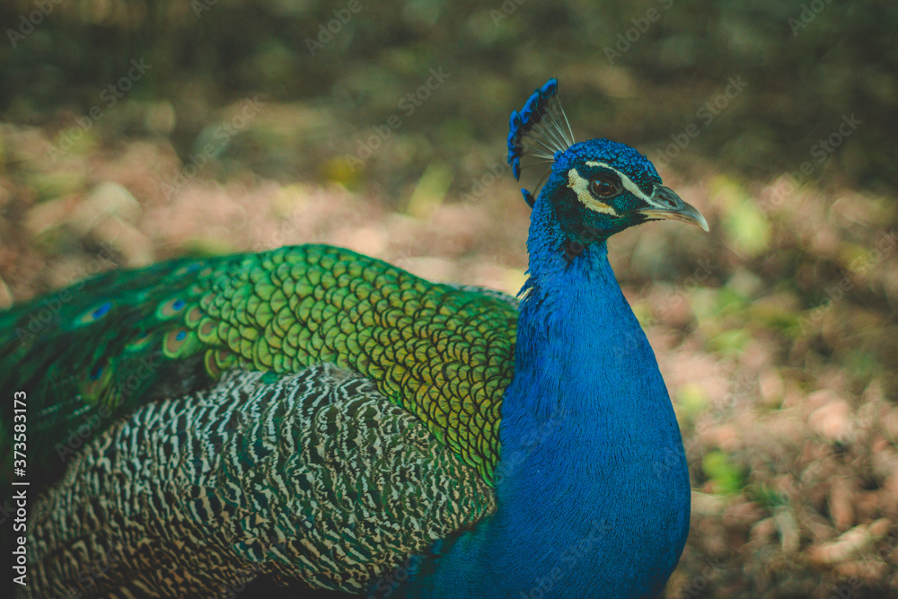 Selective focus shot of a beautiful blue peacock outdoors during daylight at the gardens of The Royal Alcazars of Seville Selective focus shot of a beautiful blue peacock outdoors during daylight at the gardens of The Royal Alcazars of Seville