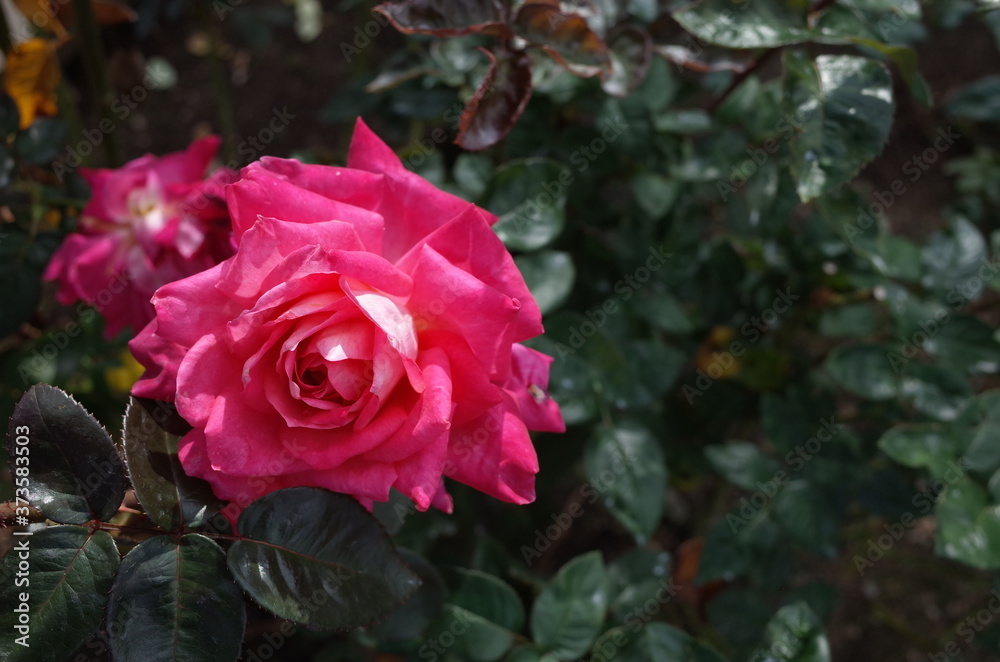 Light Pink Flower of Rose 'Isabel de Ortiz' in Full Bloom
Light Pink Flower of Rose 'Isabel de Ortiz' in Full Bloom