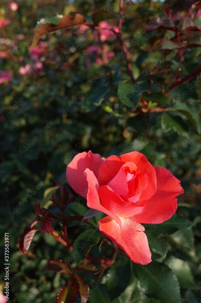 Light Pink Flower of Rose 'Jardins de France' in Full Bloom
