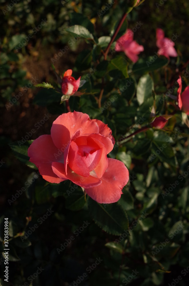 Light Pink Flower of Rose 'Jardins de France' in Full Bloom

