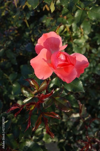 Light Pink Flower of Rose 'Jardins de France' in Full Bloom 