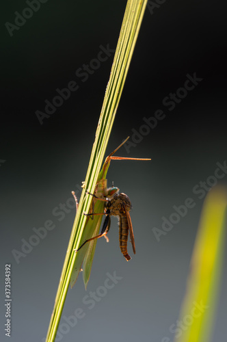 アオメアブの捕食
