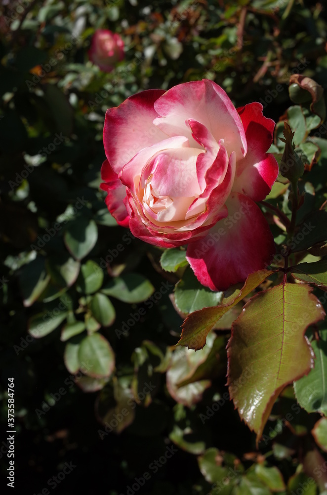 Red and White Flower of Rose 'Jubile du Prince de Monaco' in Full Bloom
