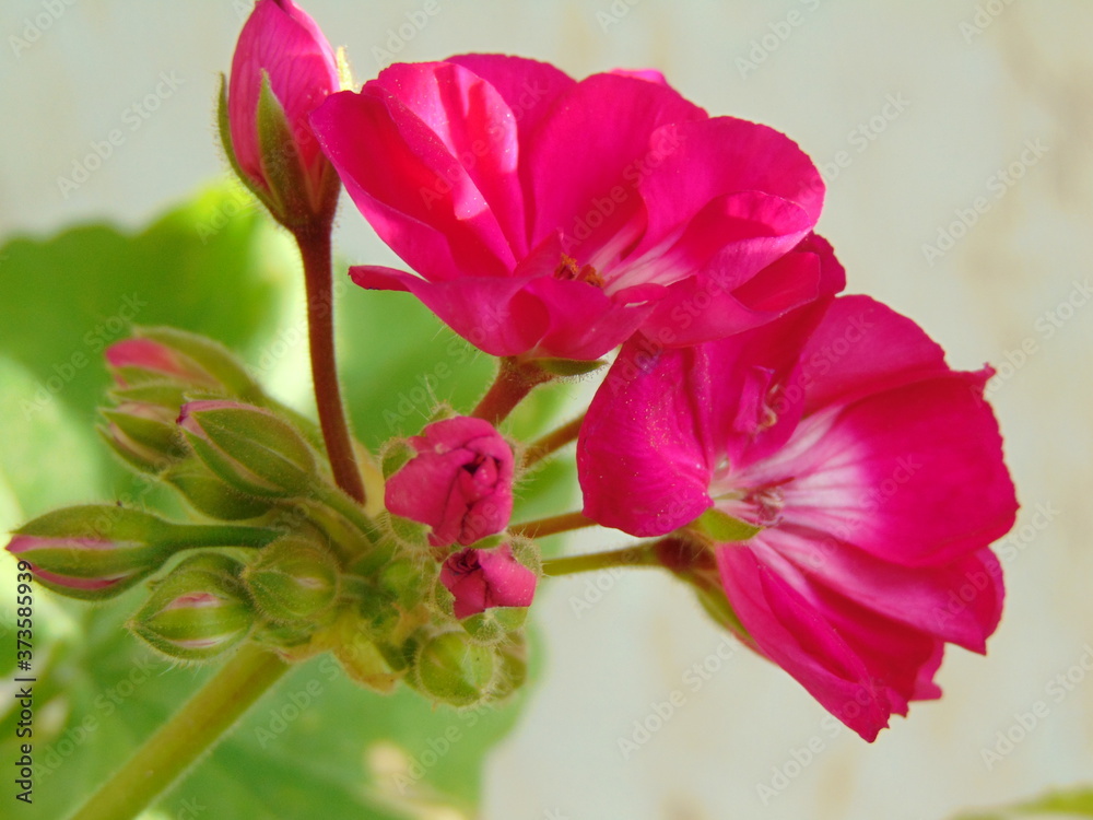 Fototapeta premium Geranios Flores
