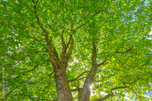 Leuchtendgrüner Baum mit Sonne © LightFalcon