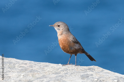 Rock Warbler resting on sandstone rock with ocean background