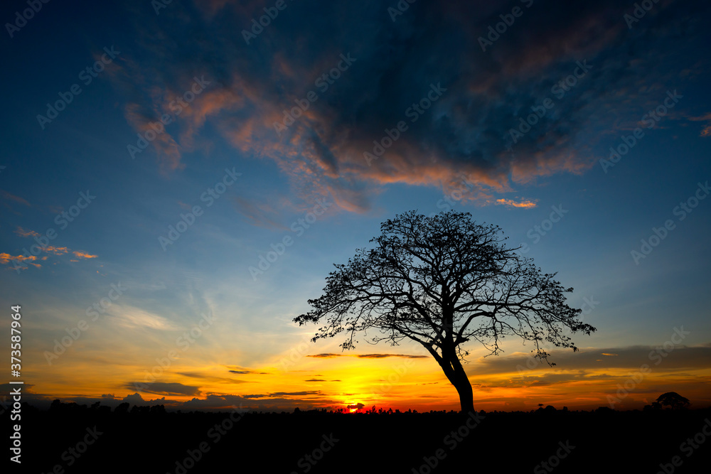 Dark tree on open field dramatic sunrise.African sunset with a tree.