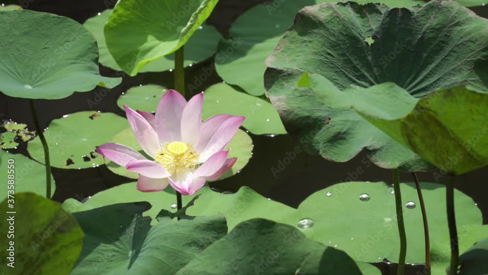 Beautiful blooming lotus flower with bees in water pond.