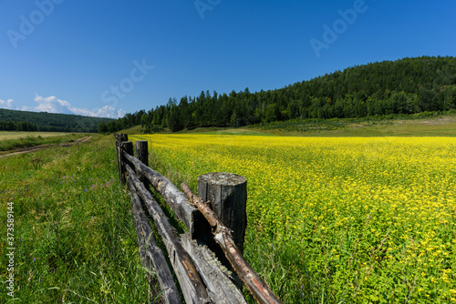Yellow rapeseed flowers on field with blue sky and wooden old fence in summer