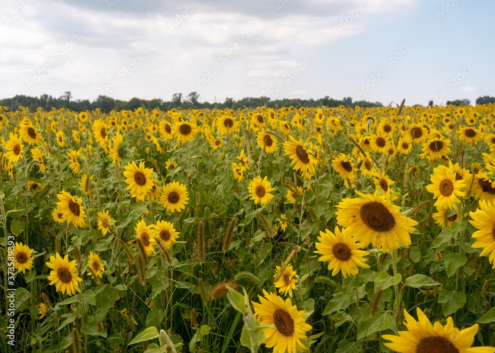 Sunflowers in a Field During a Sunny Day