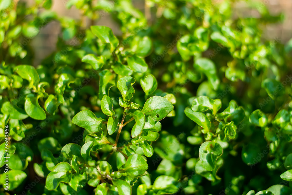 Red watercress growing in the garden, Fresh organic plant vegetables