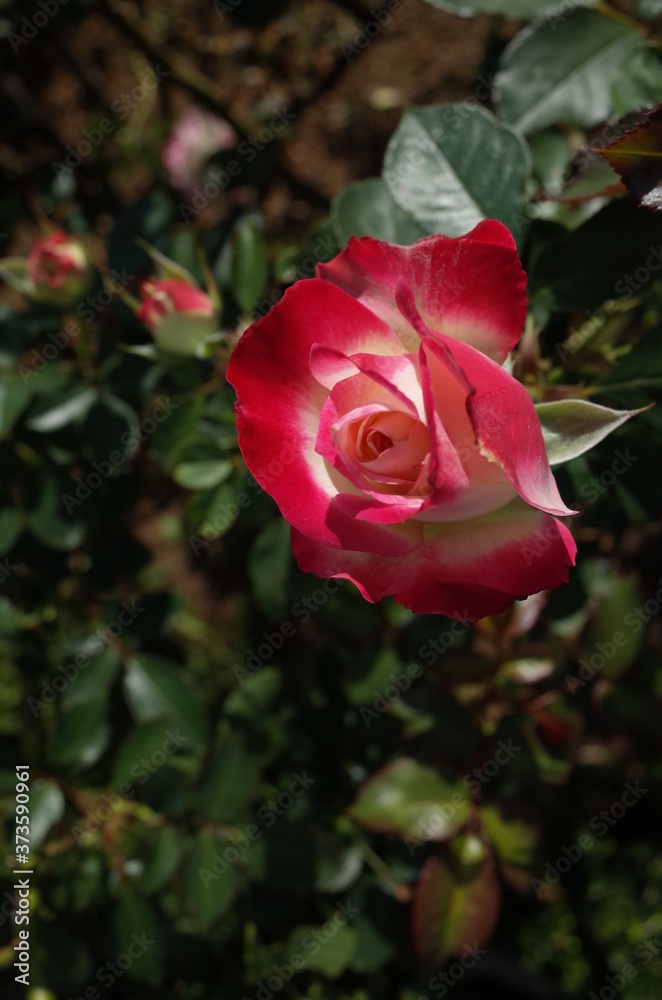 Red and White Flower of Rose 'Jubile du Prince de Monaco' in Full Bloom
Red and White Flower of Rose 'Jubile du Prince de Monaco' in Full Bloom